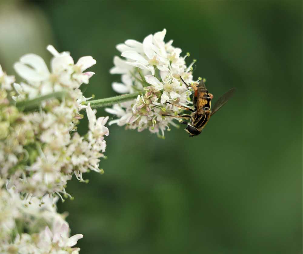 蜜蜂昆虫动物开花