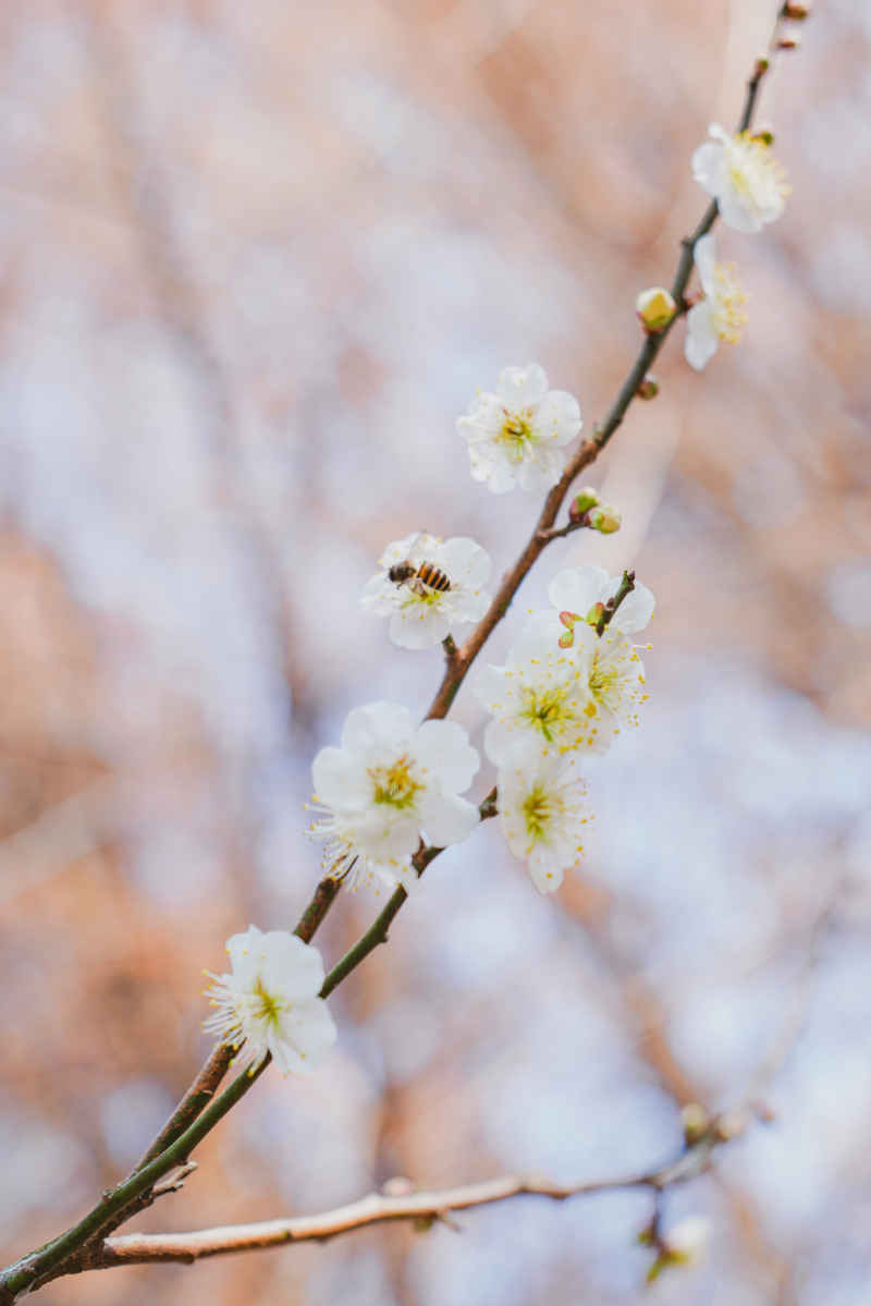 春日梅好 4
