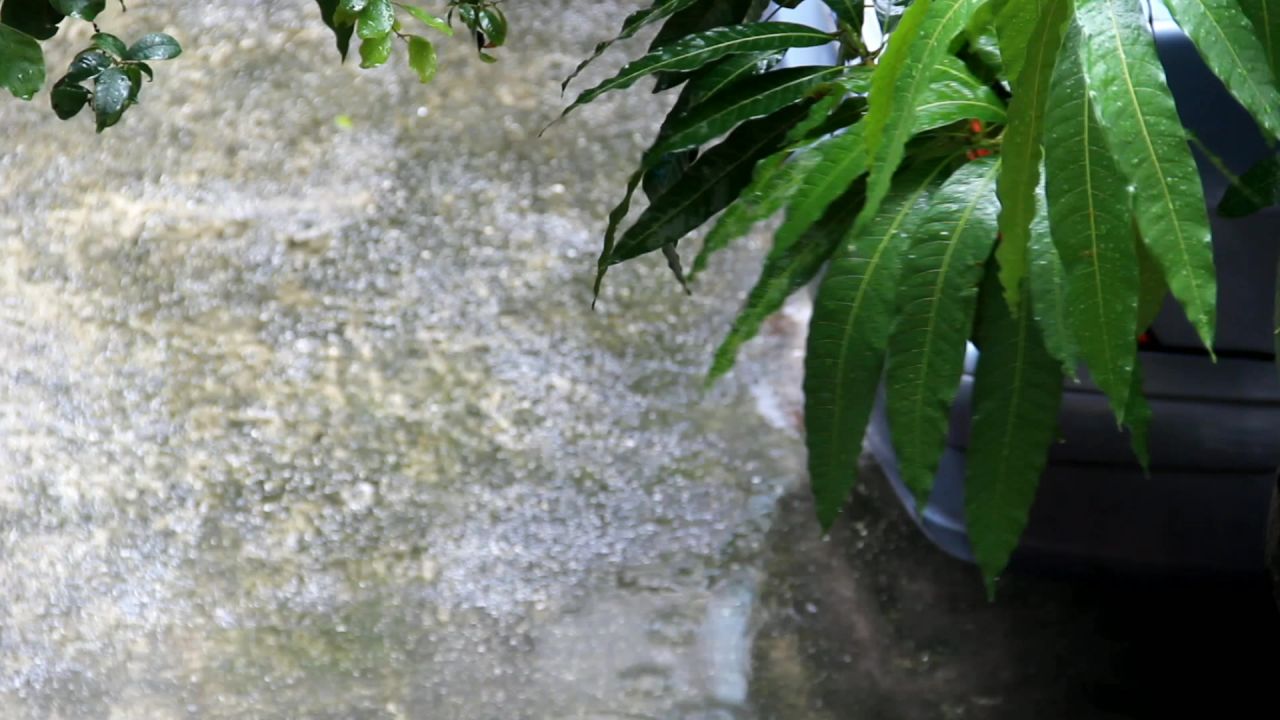春雨中的芒果树叶2
