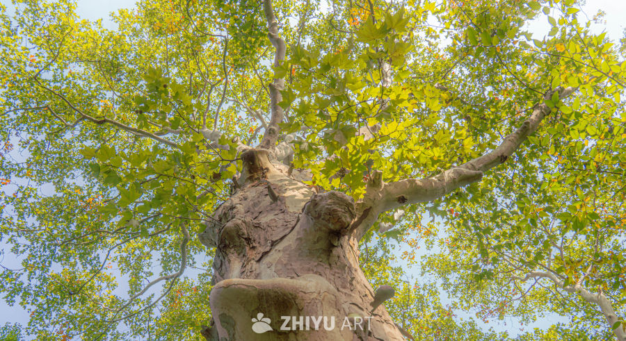 仰望大树的秋日风光