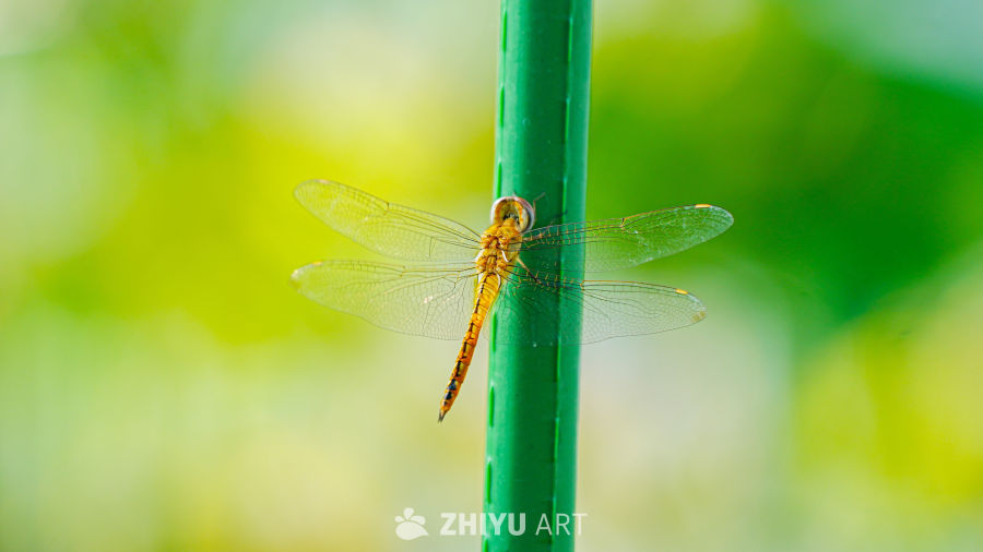 夏日蜻蜓栖息于绿植间