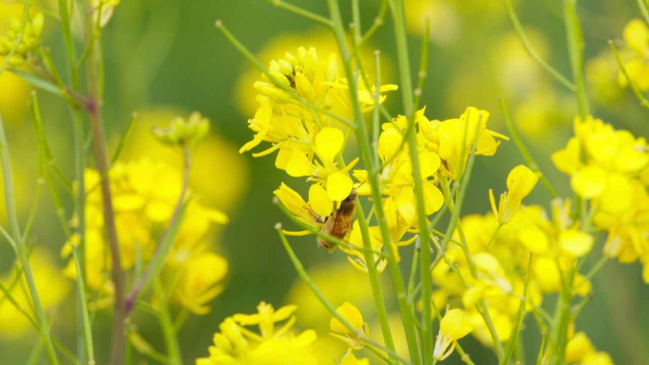 油菜花蜜蜂采蜜特写微距4K实拍