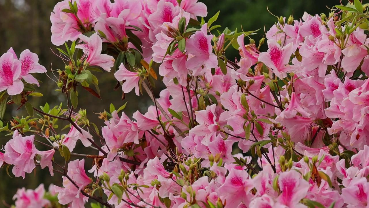 春暖花开杜鹃花盛开 9