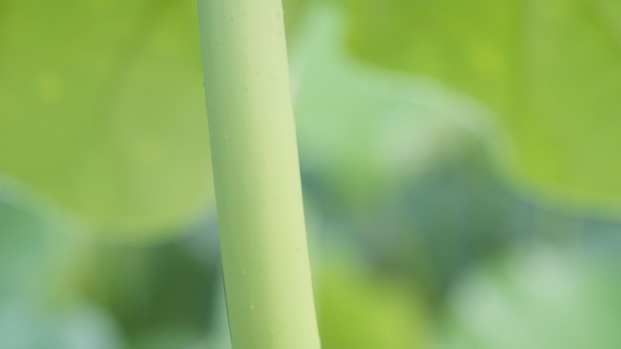 夏天池塘荷花荷叶莲蓬蜻蜓 6