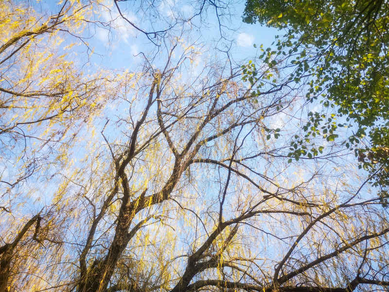 蓝天下秋天枯黄树叶植物摄影图  