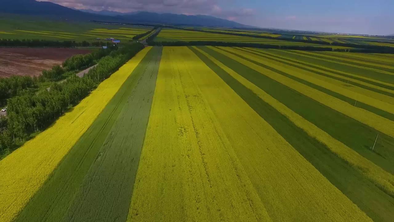 油菜花