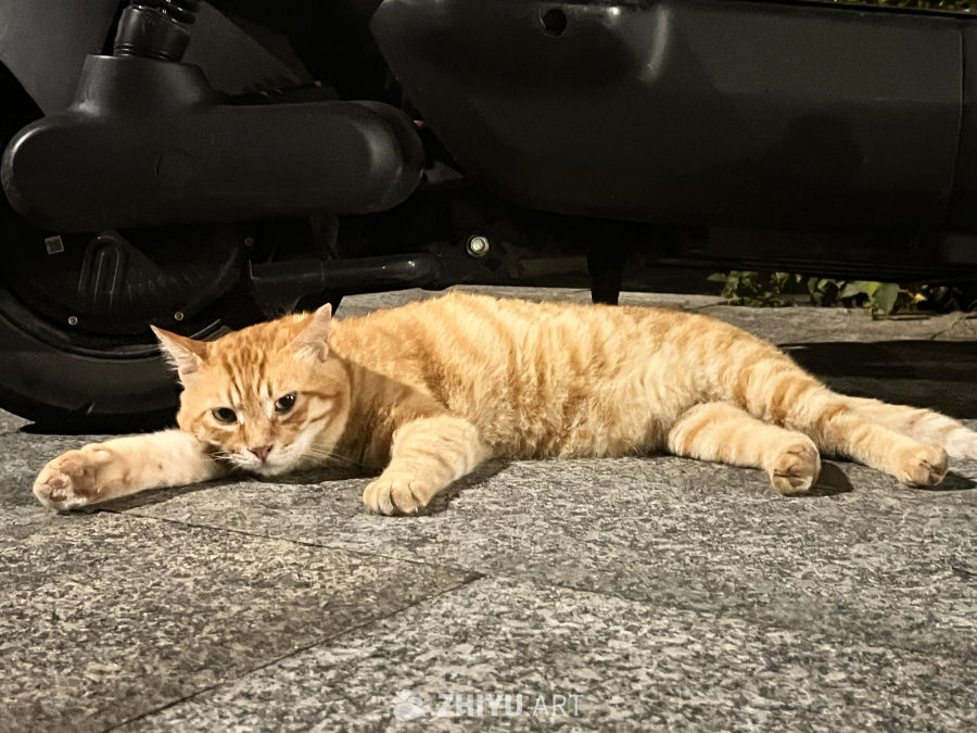 夜幕下的橙猫
