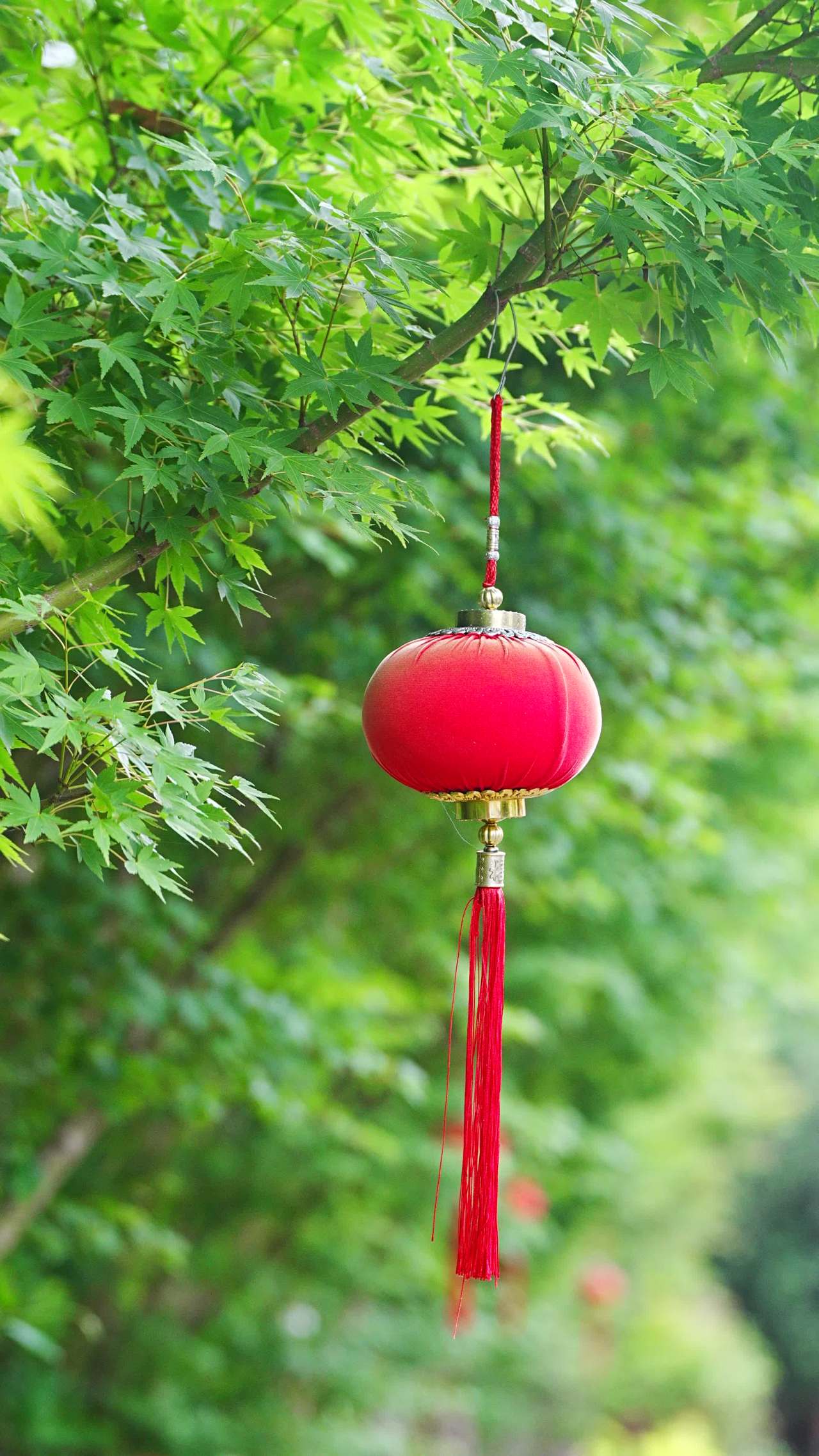 红灯笼与绿叶的和谐之美