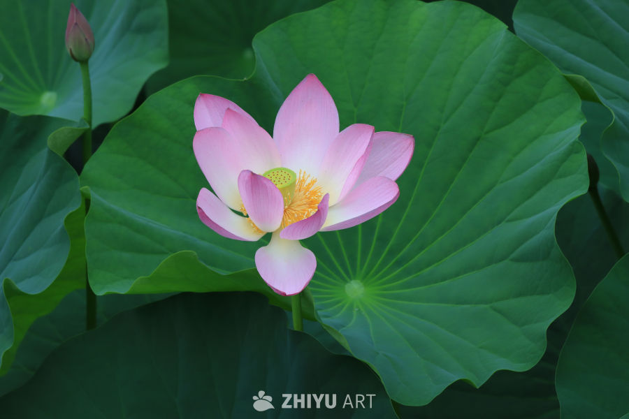 荷花 39
