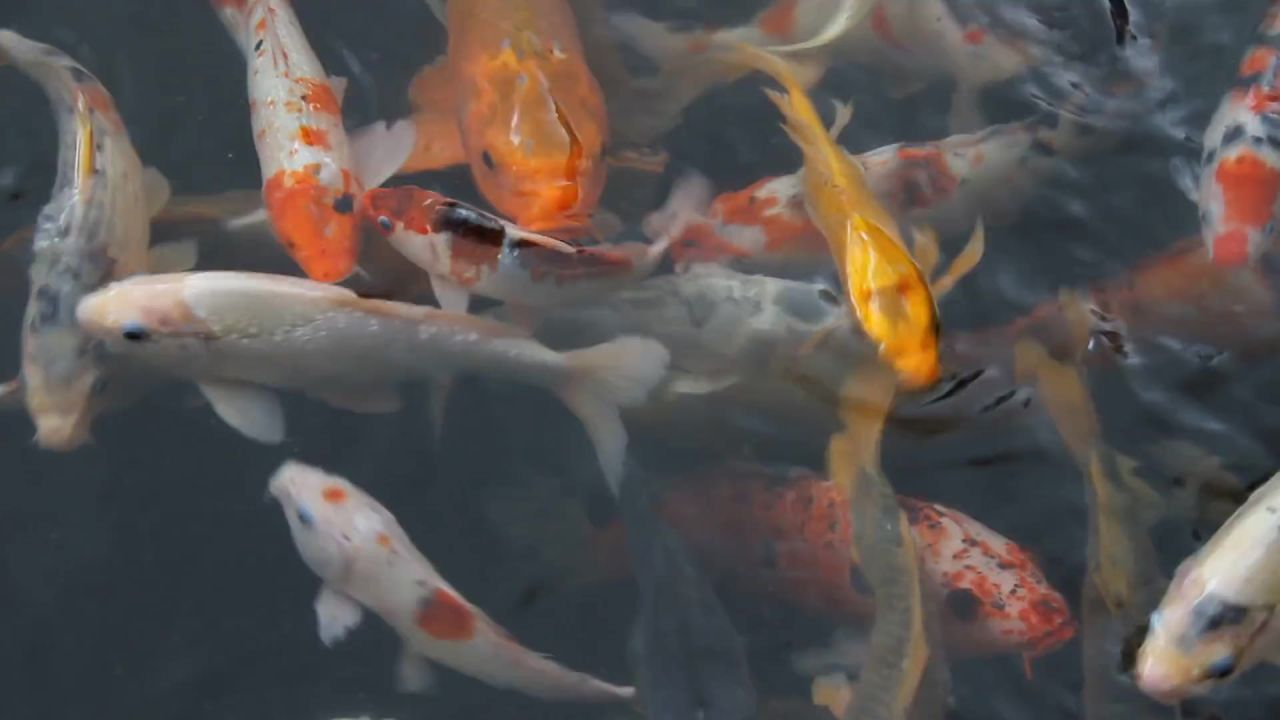 鱼锦鲤日本水