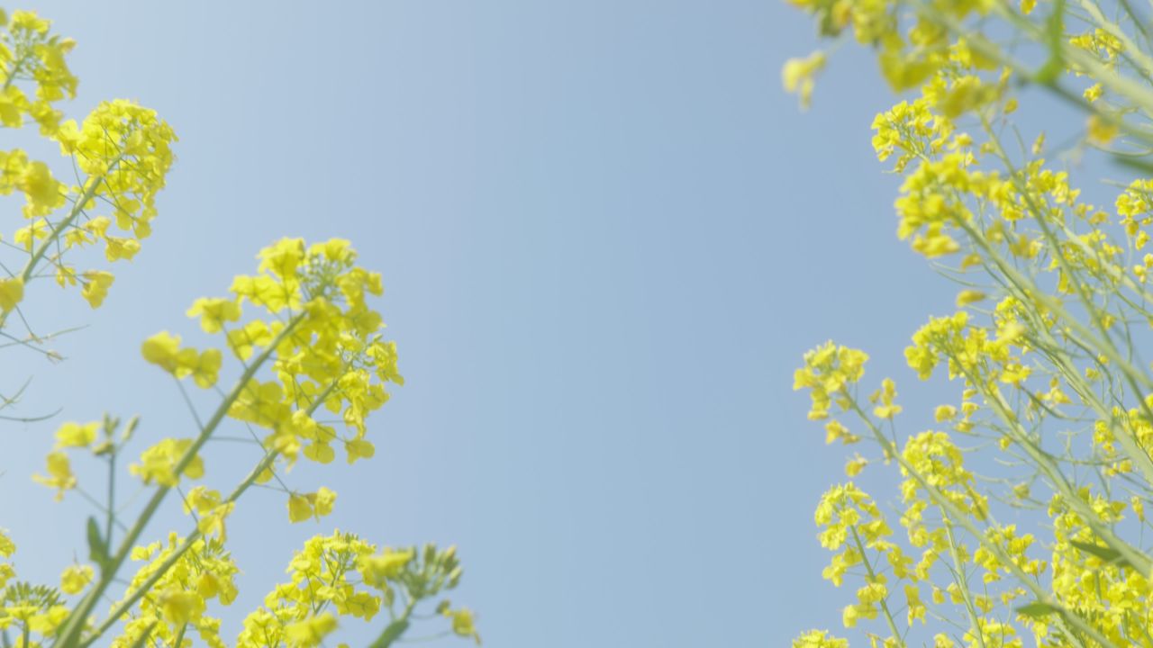 春天农村油菜花海蜜蜂采蜜 29