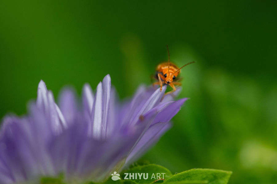 夏日小虫 3