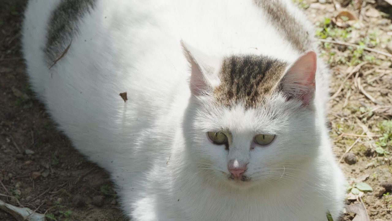 春天公园里可爱的猫咪流浪猫 27