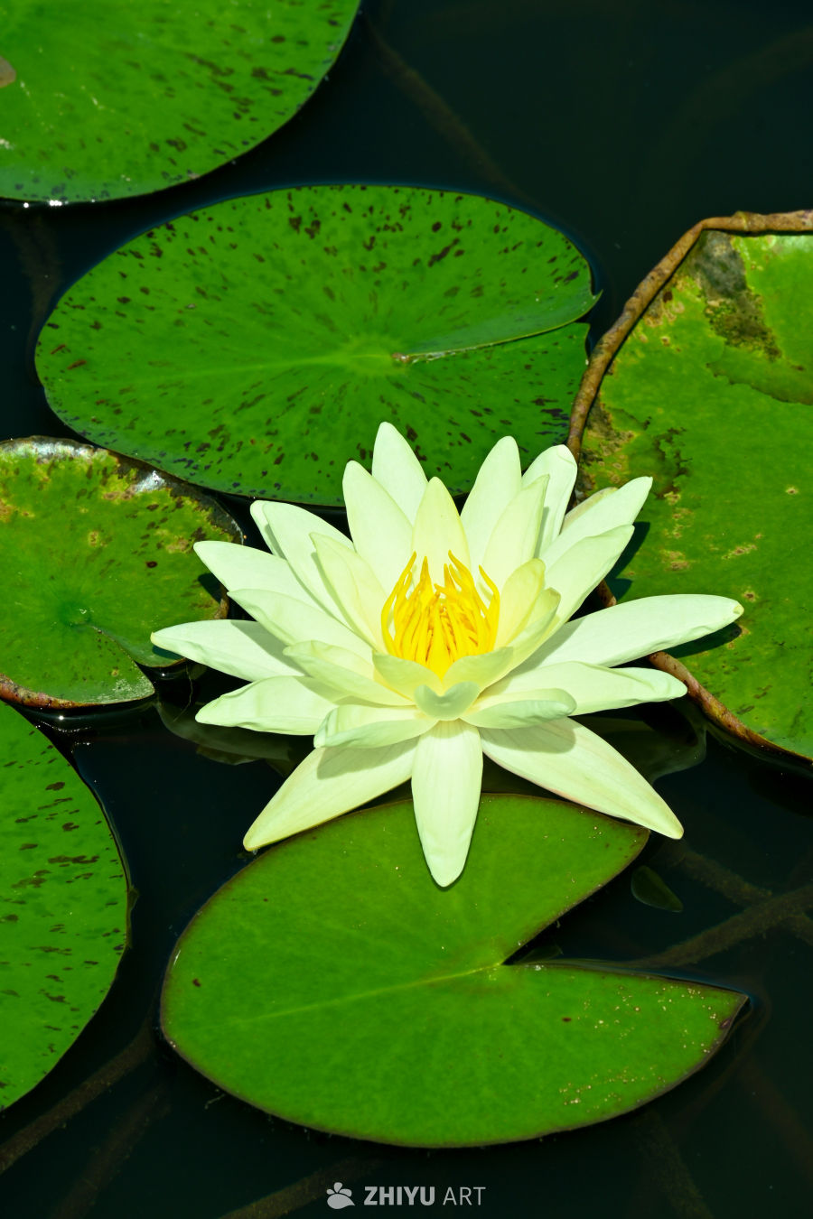 荷花🪷