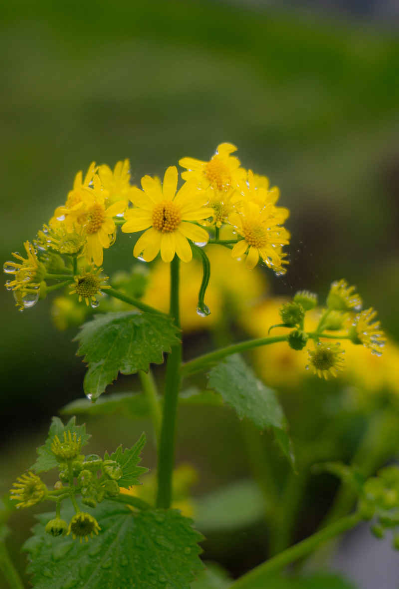 雨打油菜