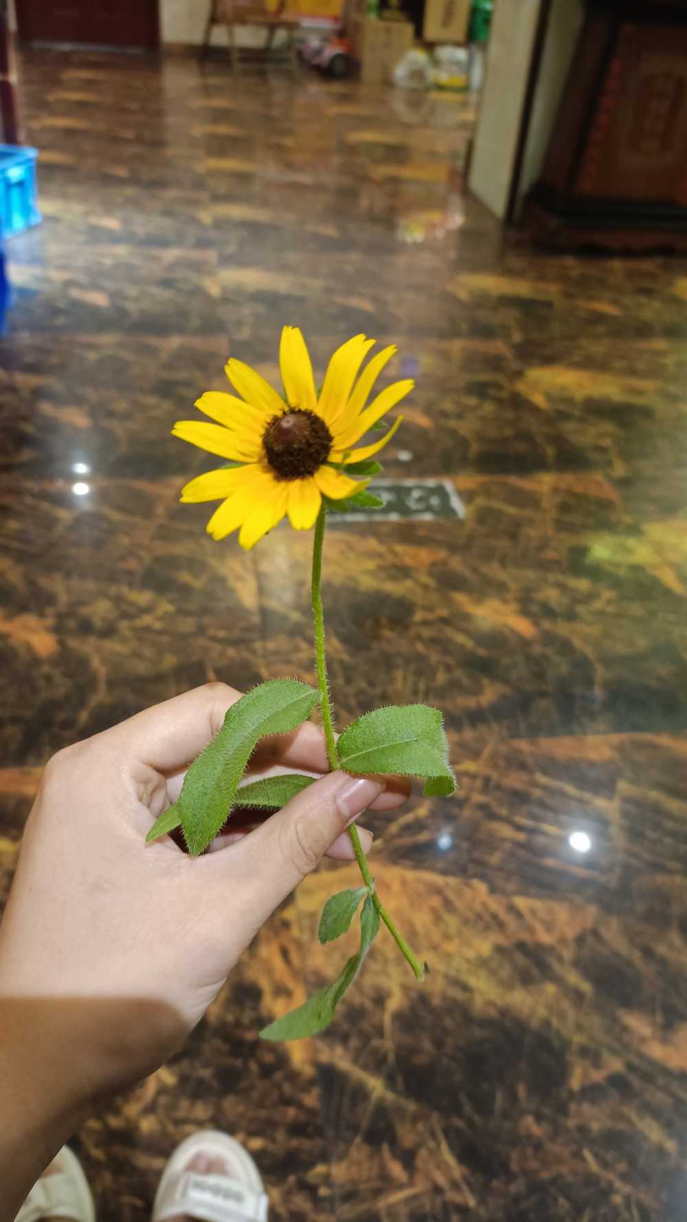 flower