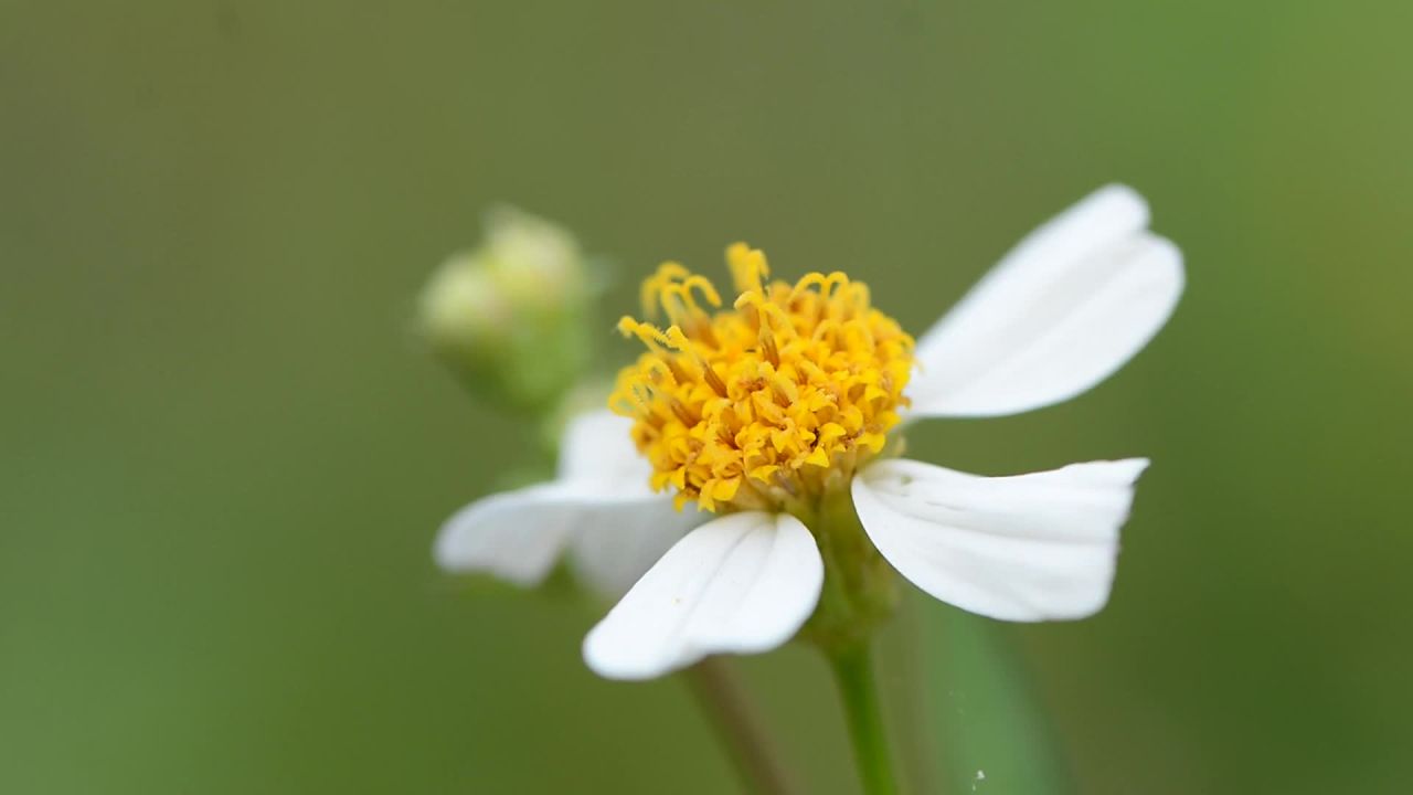 静谧的白花