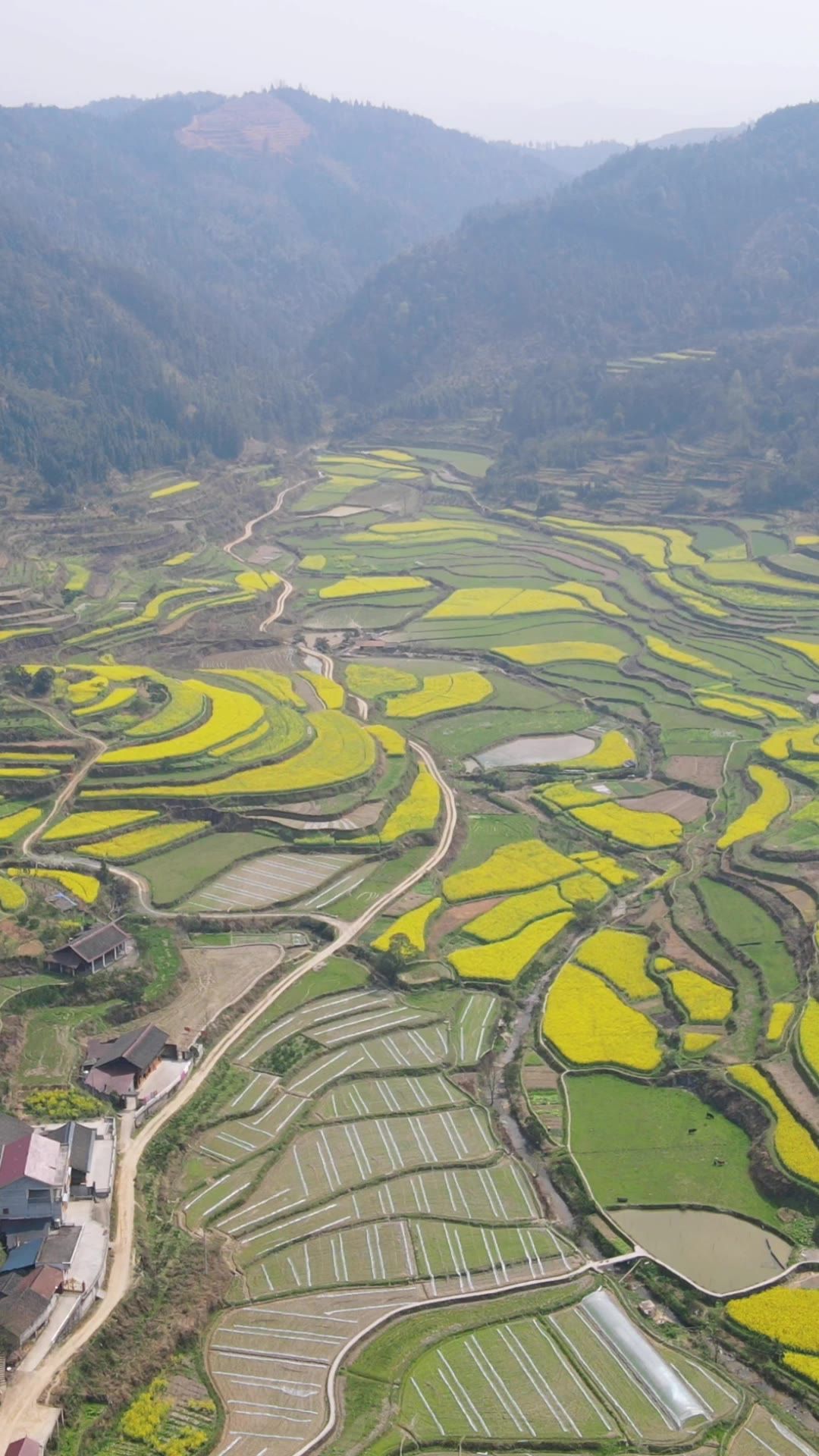  美丽乡村油菜花竖屏航拍