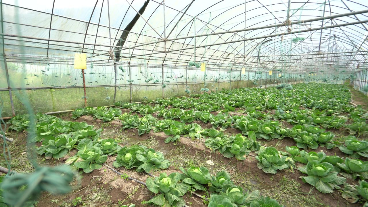 蔬菜