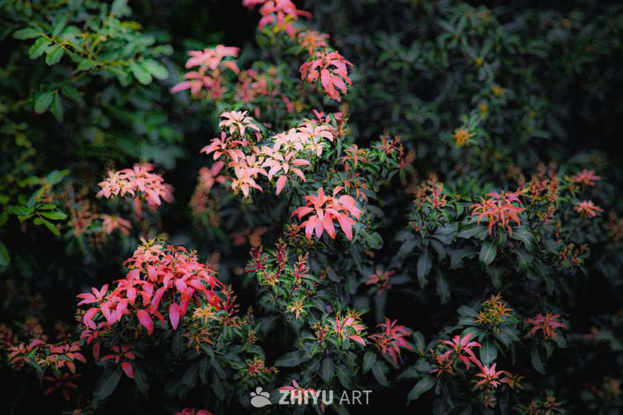 植物