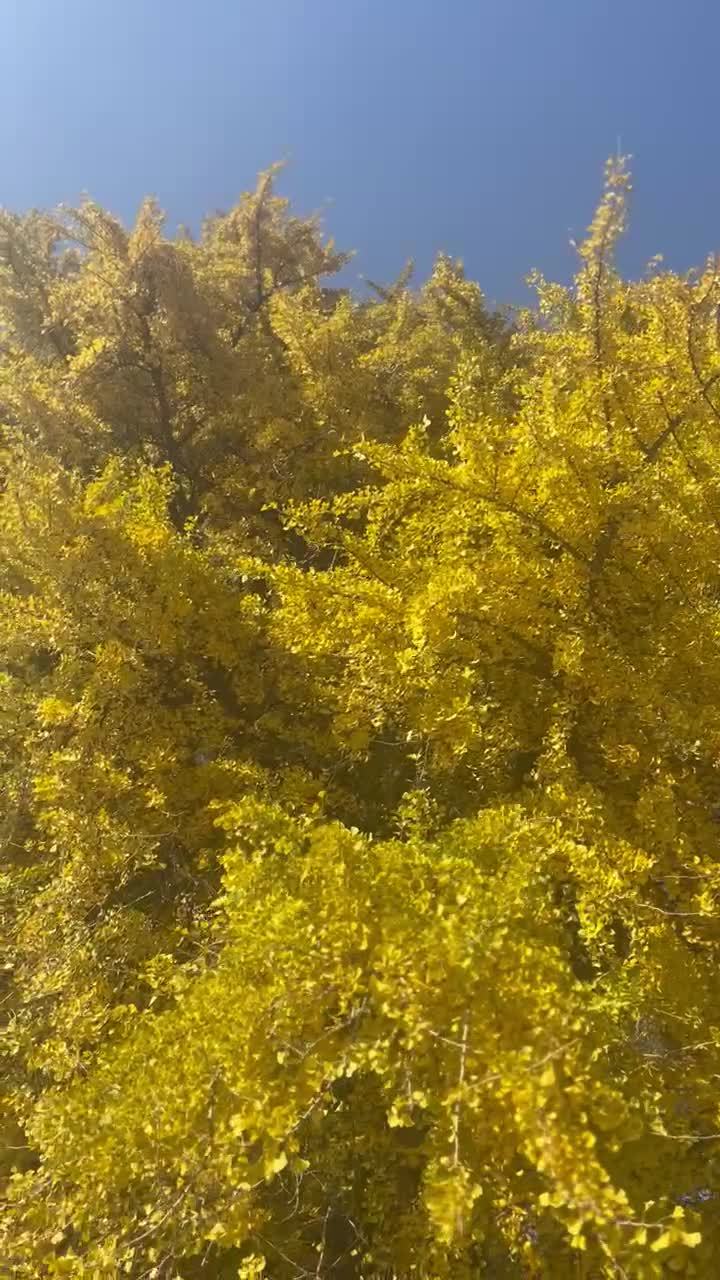 银杏树