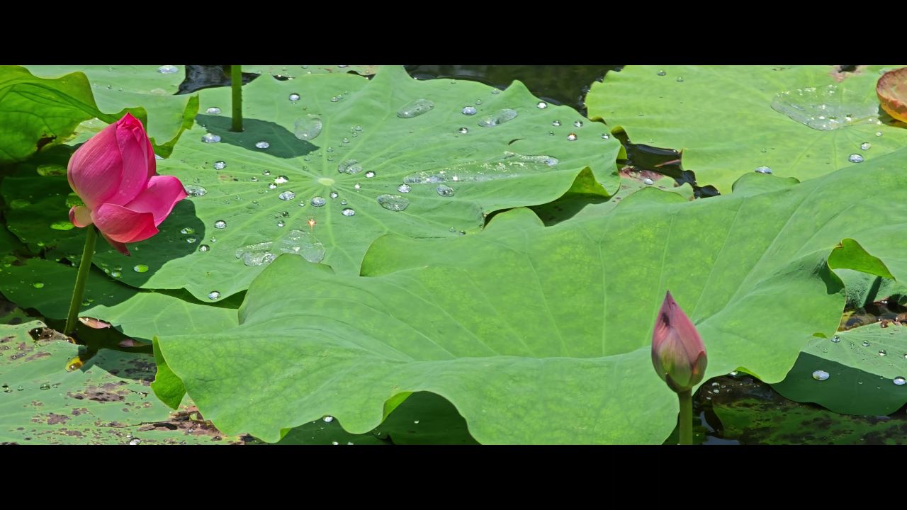 荷花池