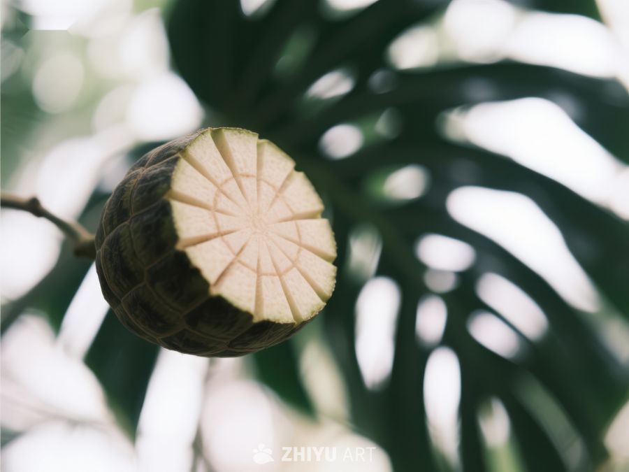 热带果实与绿叶的自然组合 434