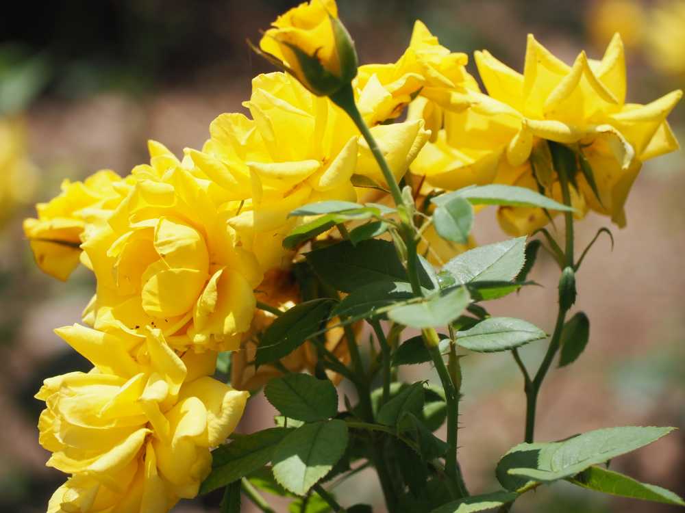 月季花