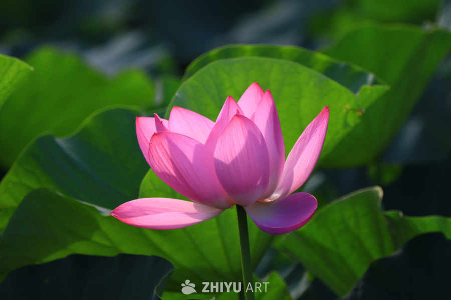盛夏荷花 171
