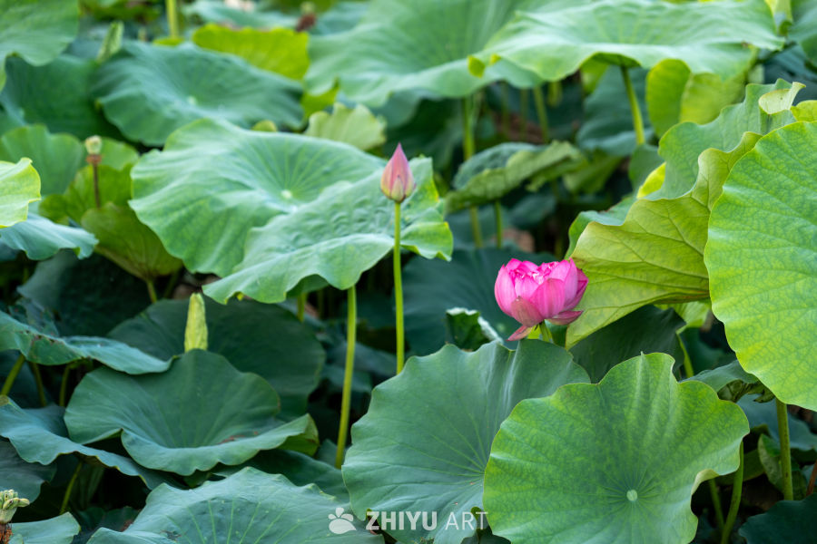 荷花 21