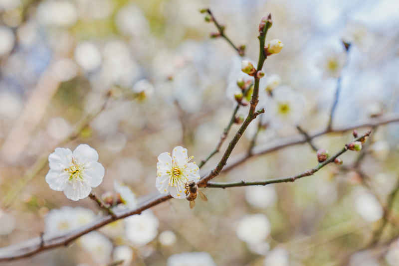 春日梅好 5