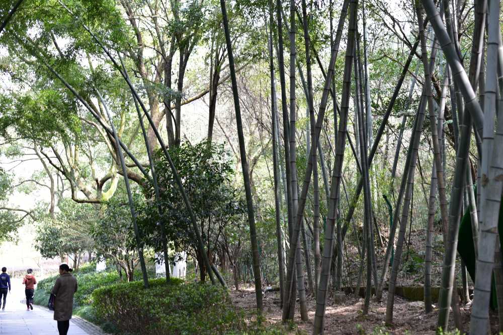 上虞龙山公园