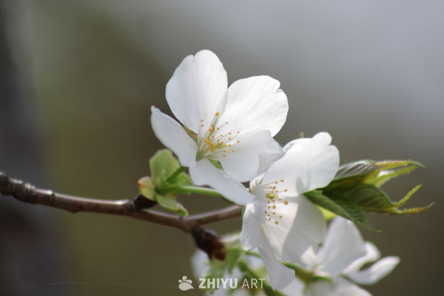 春日樱花绽放