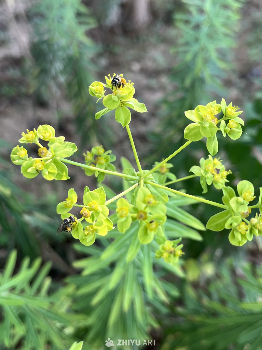 蜜蜂与黄花的和谐共舞