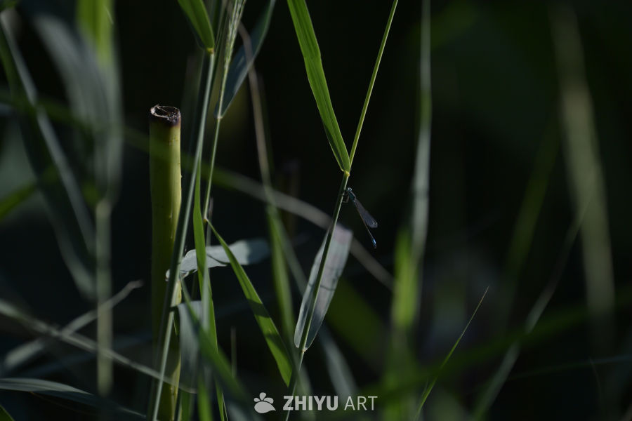 草丛中的蜻蜓