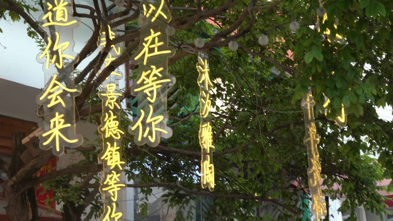 树下悬挂的灯笼