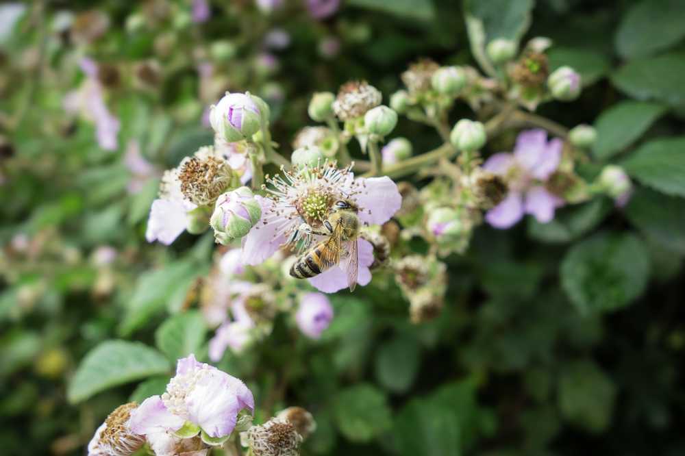 蜜蜂昆虫花植物