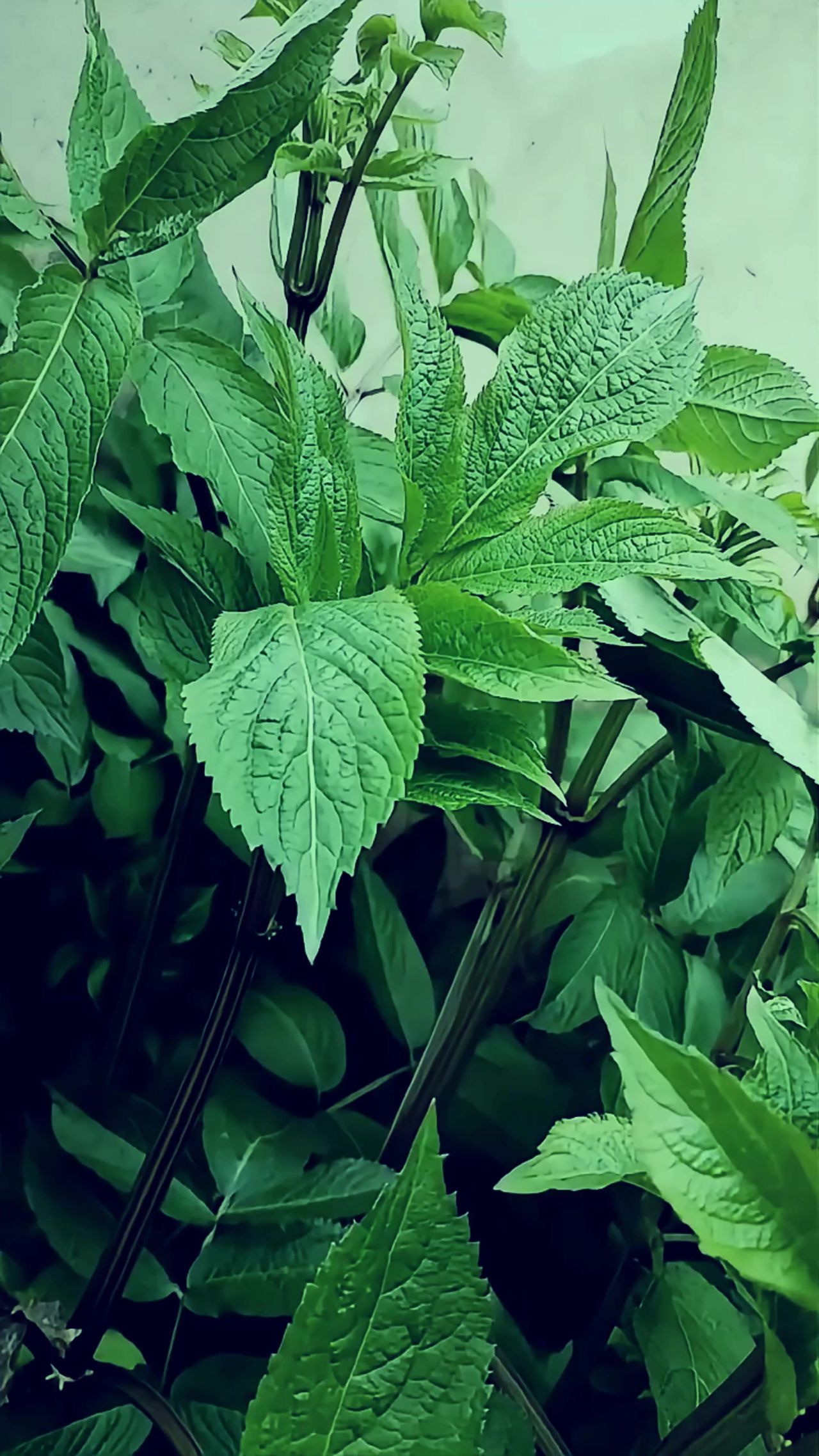 风中摇曳的接骨草