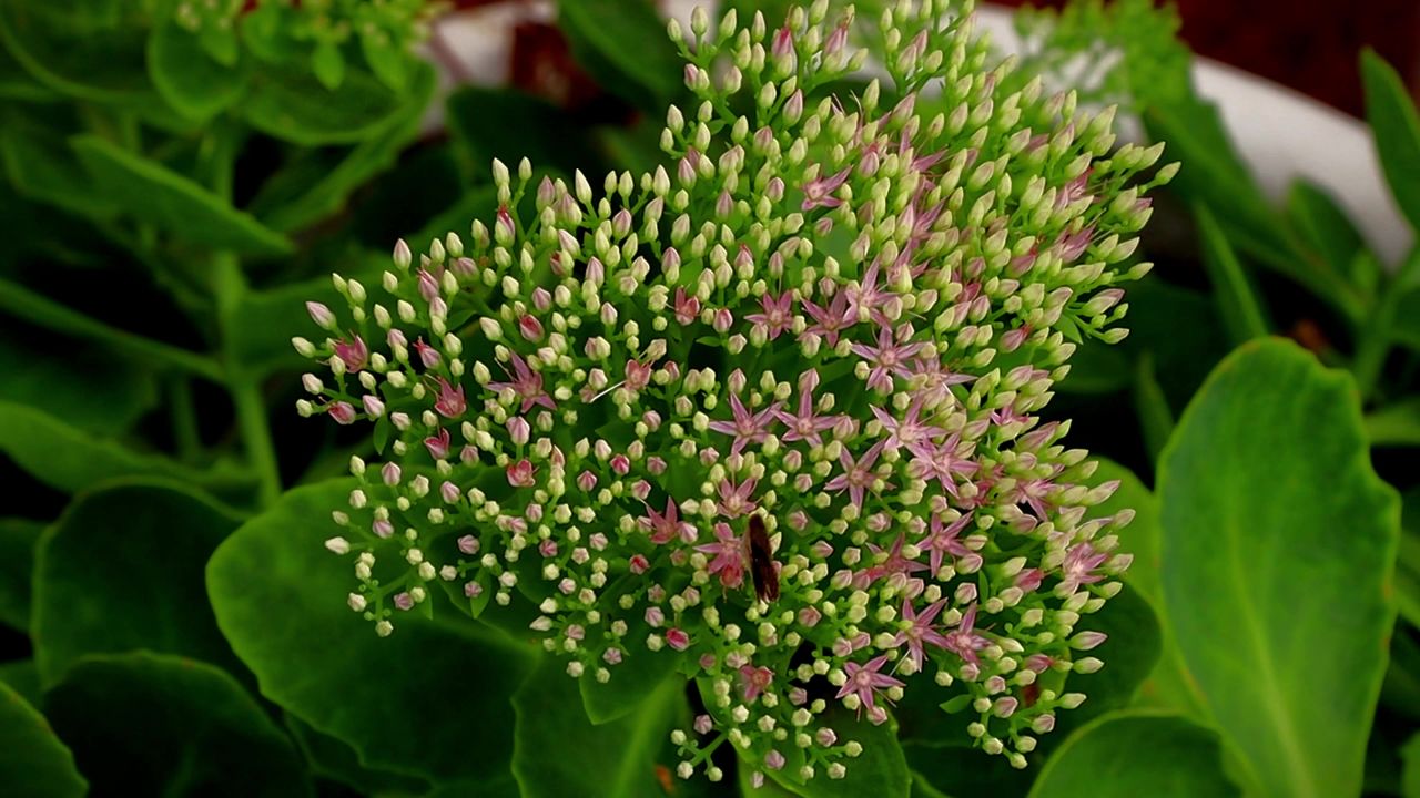 八宝花前，蝴蝶飞舞