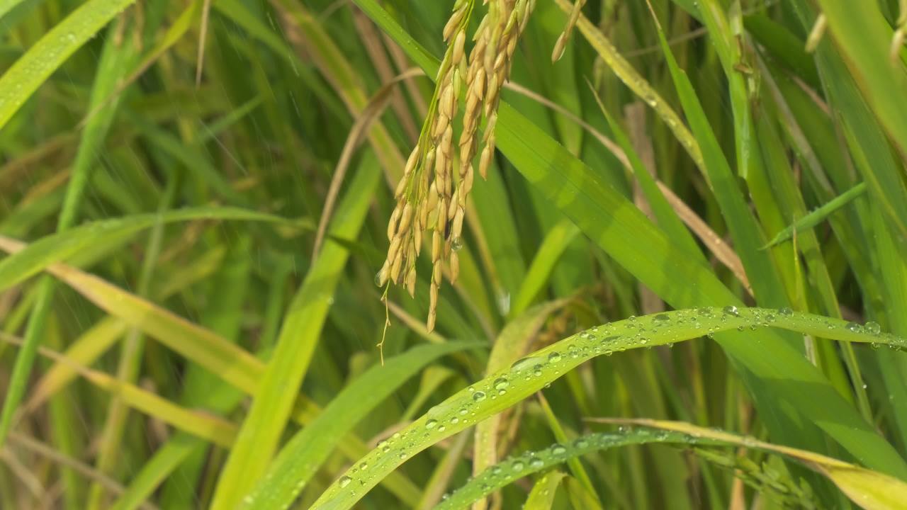 水稻粮食庄稼五常大米 16