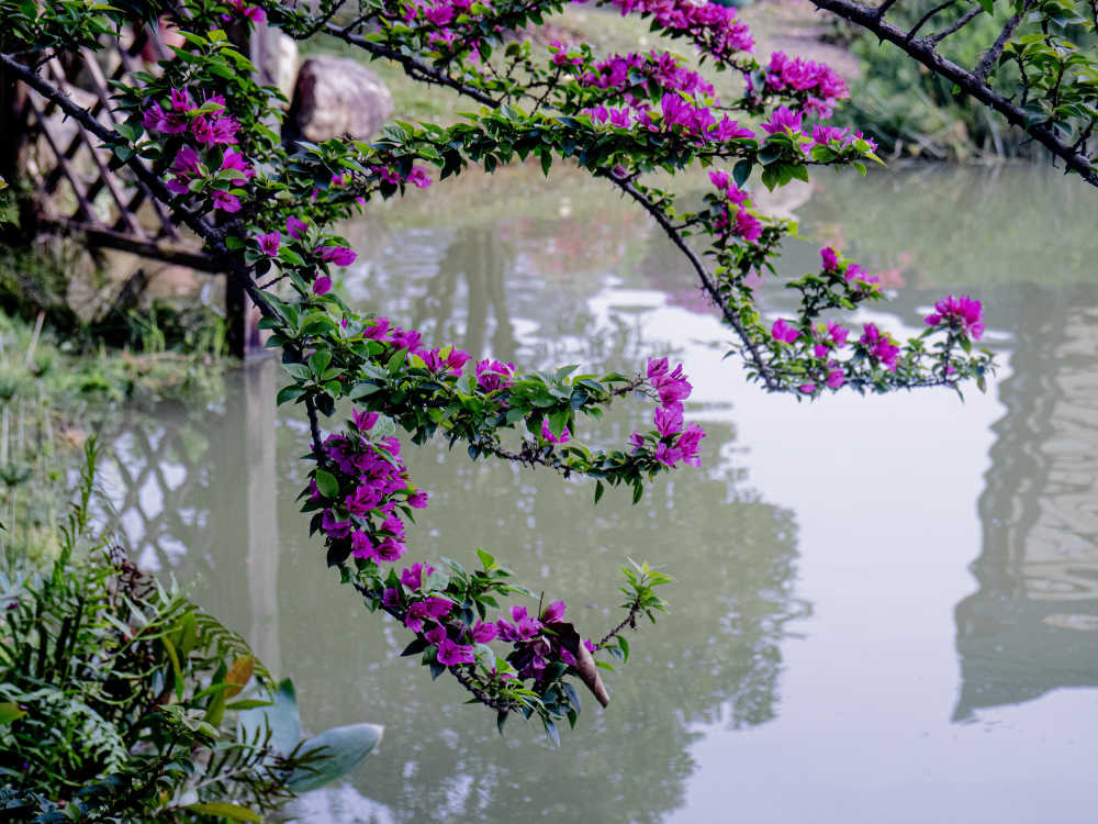 近花垂钓