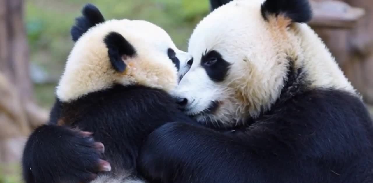 一只熊猫妈妈抱着它的幼崽。熊猫妈妈的毛发是黑白相间