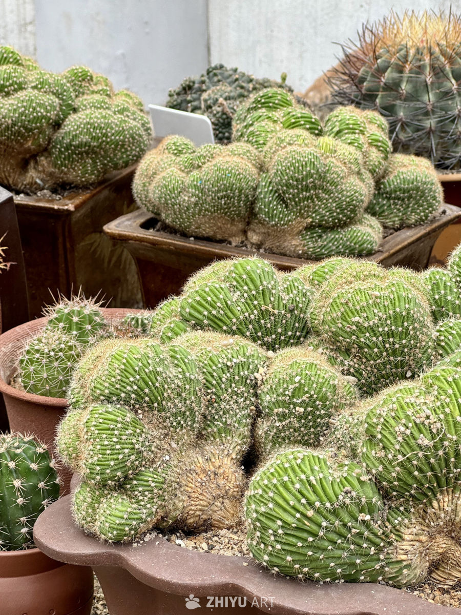 厦门植物园