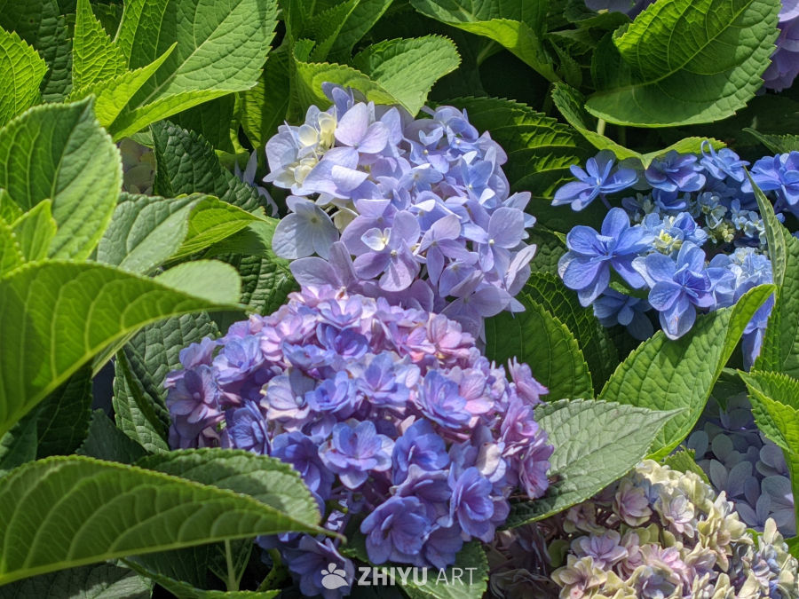 花