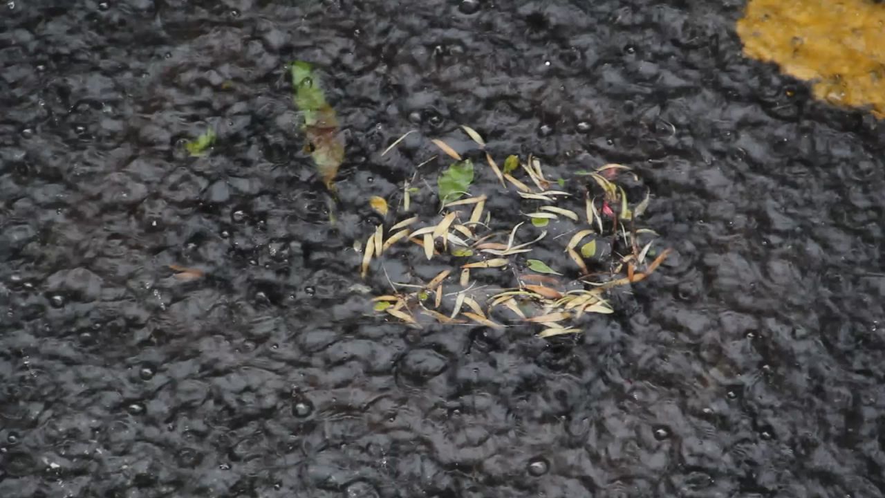 大雨中旋转的白兰花瓣们