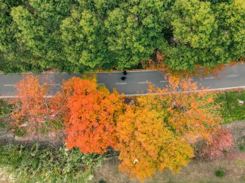 昆山道路上的秋冬景色 1