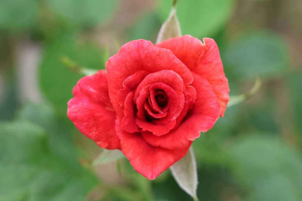 玫瑰花