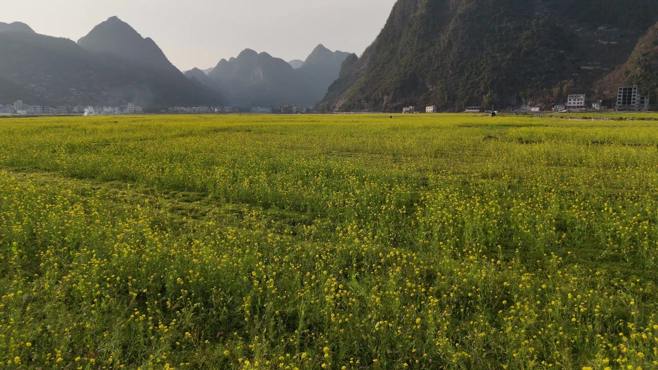 油菜花