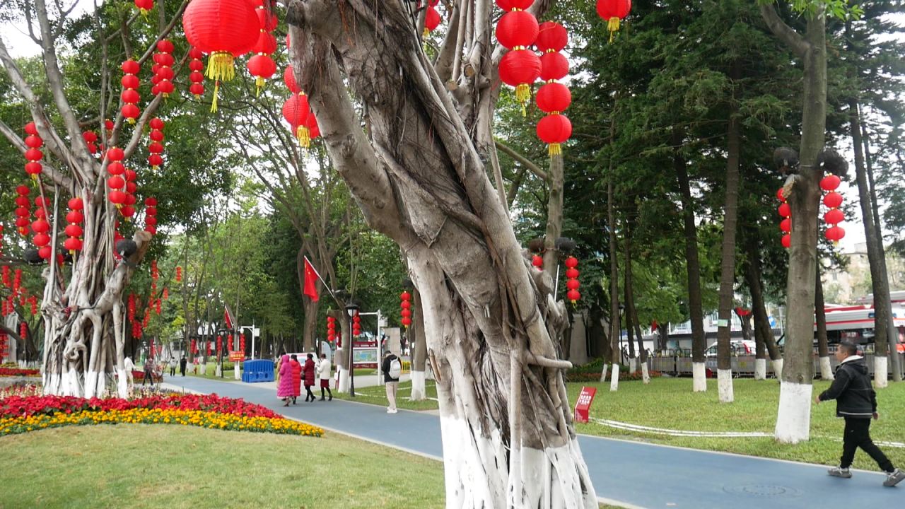 公园大榕树上的迎春红灯笼串