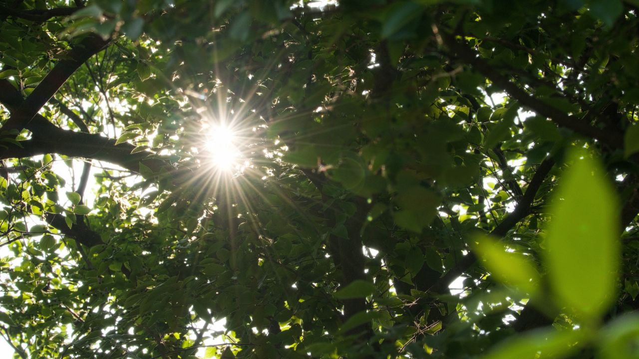 植物树木春天夏天绿油油生机盎然